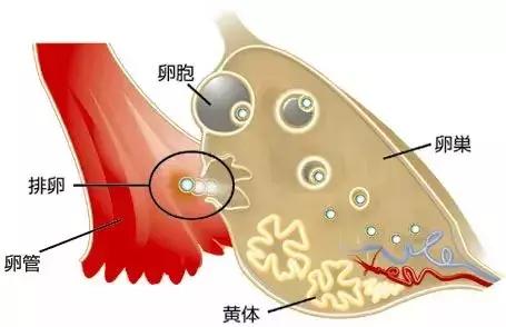 黄体破裂，一个不容忽视的健康警报